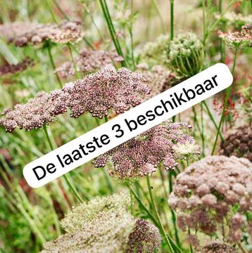 Inheems: wilde peen- Daucus carota ‘Dara’ - 1e jaars stekken beschikbaar voor biedingen