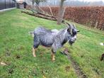 Dwerggeit dekbokken, Dieren en Toebehoren, Schapen, Geiten en Varkens, Mannelijk, Geit, 0 tot 2 jaar