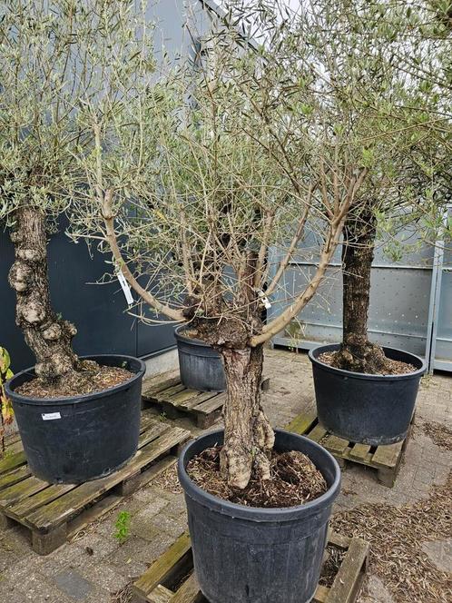 Olijf bonsai oud, Tuin en Terras, Planten | Bomen, Overige soorten, Halfschaduw, Ophalen