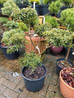 Ilex Aquifolium 'Myrtifolia' Vormsnoei, Tuin en Terras, Planten | Bomen, Bloeit niet, Overige soorten, Minder dan 100 cm, Ophalen