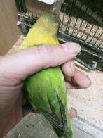 6 prachtige koppels agapornis personata 3 kleuren, Dieren en Toebehoren, Vogels | Parkieten en Papegaaien, Meerdere dieren, Dwergpapegaai of Agapornis