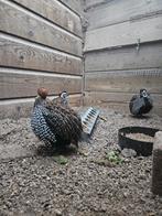 Montezuma kwartels 4 hanen, Dieren en Toebehoren, Pluimvee, Mannelijk, Overige soorten