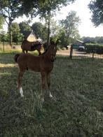 Prachtig Veulen, Dieren en Toebehoren, Paarden, Hengst, Met stamboom, 0 tot 2 jaar