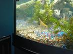6 maanvissen, Dieren en Toebehoren, Vissen | Aquariumvissen, Vis