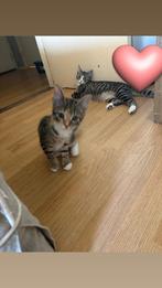 Kittens, Dieren en Toebehoren, Meerdere dieren, Kortharig, 0 tot 2 jaar