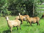 schaap, Dieren en Toebehoren, Vrouwelijk, Schaap, 0 tot 2 jaar