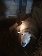 Texelaar schaap met 2 lammeren stel setje setjes stelletjes, Dieren en Toebehoren, Vrouwelijk, Schaap