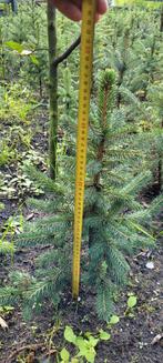 Jonge Spar van ongeveer vanaf 50/90 cm, Tuin en Terras, Ophalen of Verzenden, Zo goed als nieuw