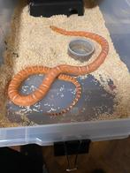 1.0 Scaleless …. 0.1 caramel ….. koppel korenslangen, Dieren en Toebehoren, Slang, 0 tot 2 jaar