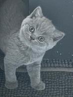 Prachtige 100% Raszuivere Britse Korthaar Kittens katertjes, Meerdere dieren