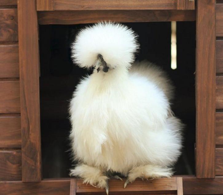 Usa zijdehoen broedeieren zijdehoenders eieren, Dieren en Toebehoren, Pluimvee, Kip, Geslacht onbekend