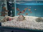 Labidochromis Hongi Red Top Sweden Malawi Cichliden, Vis, Zoetwatervis