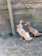 Orpington eenden, Meerdere dieren, Eend