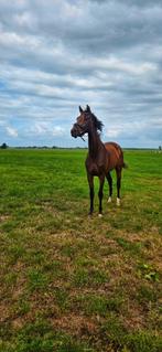 Super graaf dressuurpaard, Dieren en Toebehoren, Paarden, Merrie, 3 tot 6 jaar