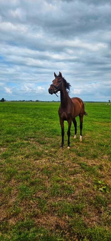 Super graaf dressuurpaard  beschikbaar voor biedingen