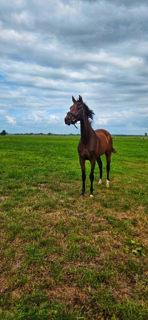 Super graaf dressuurpaard, Dieren en Toebehoren, Paarden, Merrie, 3 tot 6 jaar