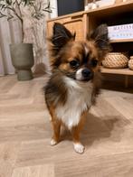Chihuahua reu (1 jaar, langhaar) zoekt liefdevol huisje, Dieren en Toebehoren, Honden | Chihuahua's en Gezelschapshonden, Reu