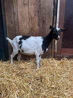 Zwartbonte melkgeit geitlam, Dieren en Toebehoren, Vrouwelijk, Geit