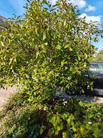 Volwassen Arbutus (Aardbeiboom), Volle zon, Herfst, 100 tot 250 cm, Overige soorten