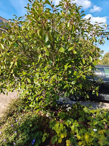 Volwassen Arbutus (Aardbeiboom) beschikbaar voor biedingen