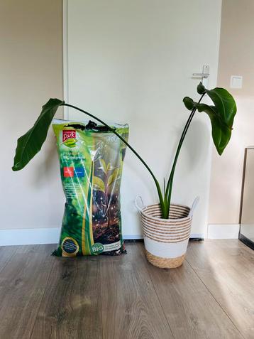 Paradijsvogelplant (Strelitzia Nicolai) + mand& Bio potgrond beschikbaar voor biedingen