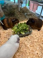 Cavia beertjes 6x, Mannelijk, Cavia, Na 1 juli 2024
