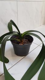 Clivia kamerplant, Overige soorten, Minder dan 100 cm, Ophalen of Verzenden, Halfschaduw