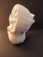 Fossiele zee-egel Echinocorys var. conoidea (278F), Verzamelen, Mineralen en Fossielen, Ophalen of Verzenden, Fossiel