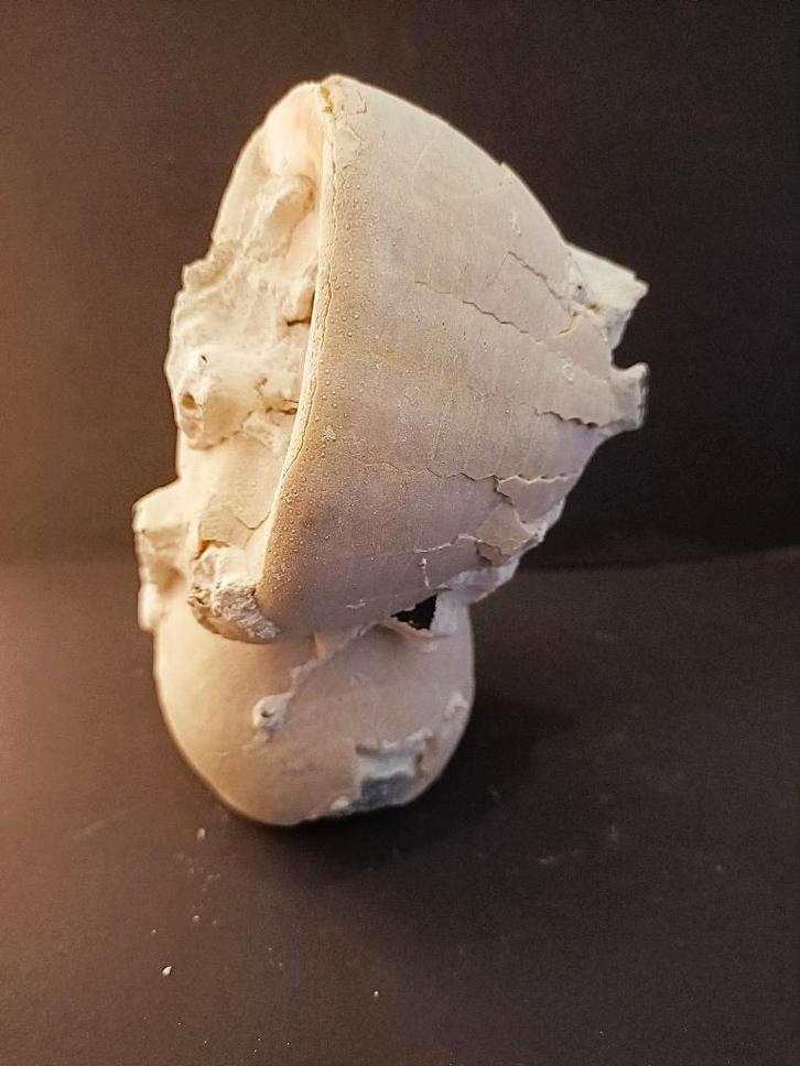 Fossiele zee-egel Echinocorys var. conoidea (278F), Verzamelen, Mineralen en Fossielen, Fossiel, Ophalen of Verzenden