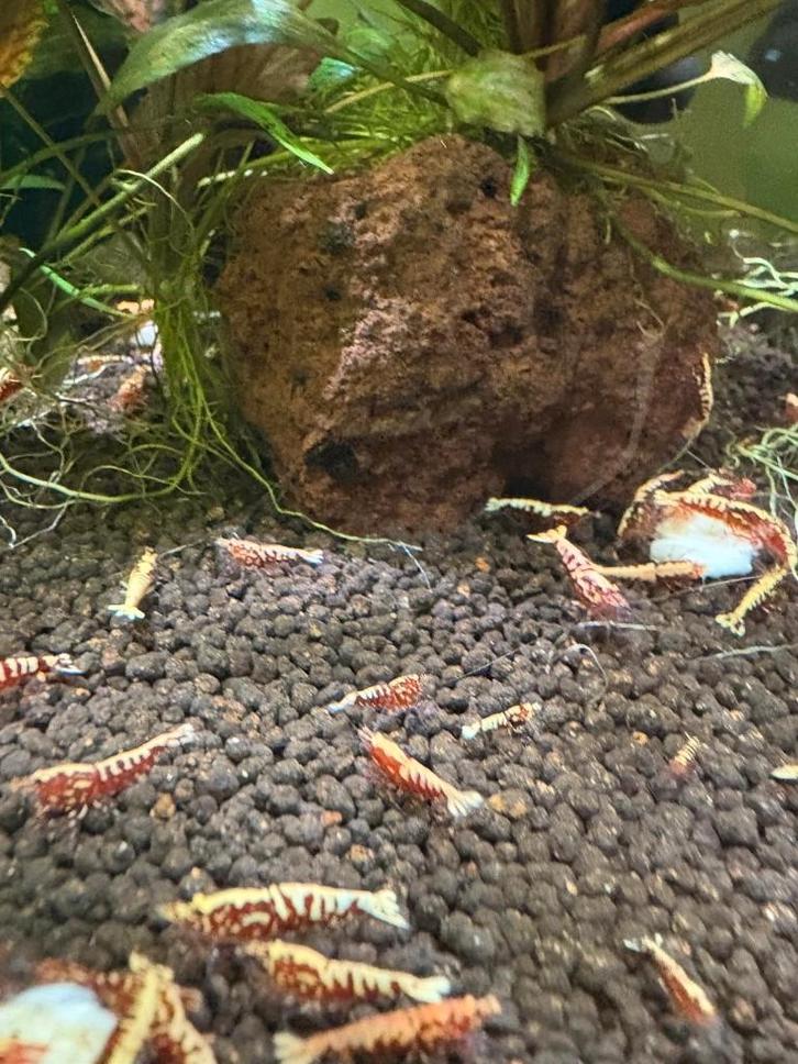 Galaxy Fishbone Red garnalen HQ | Caridina, Dieren en Toebehoren, Vissen | Aquariumvissen, Zoetwatervis, Kreeft, Krab of Garnaal