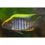 Aulonocara Maylandi Sulpher Head F1, Dieren en Toebehoren, Vissen | Aquariumvissen, Zoetwatervis, Vis