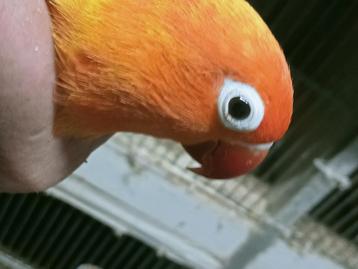 Prachtige brr agapornis fisheri opaline geel pop overjarig  beschikbaar voor biedingen