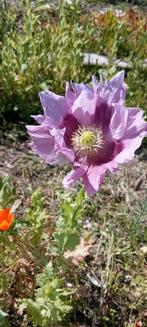Papaver somniferum Mammoth flamming zaden, Ophalen of Verzenden, Voorjaar, Volle zon, Zaad