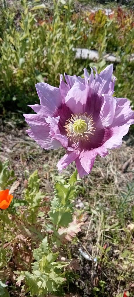 Papaver somniferum Mammoth flamming zaden, Tuin en Terras, Bloembollen en Zaden, Zaad, Voorjaar, Volle zon, Ophalen of Verzenden