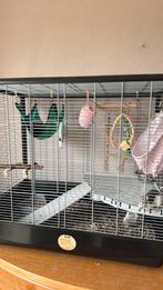 3 jonge rittens vrouwen, Dieren en Toebehoren, Rat, Vrouwelijk, Tam, September