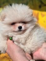 Pomeranians, pomeriaan, dwergkees puppy's, Dieren en Toebehoren, Reu, 8 tot 15 weken, Meerdere, Nederland
