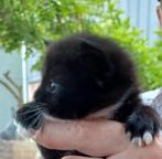 Jonge Boerderij  Poesjes., Dieren en Toebehoren, Katten en Kittens | Dekkaters