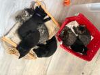 Britse korthaar mix kittens, Dieren en Toebehoren, Katten en Kittens | Raskatten | Korthaar, Meerdere dieren, Gechipt