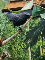 Blauwe fluitlijster te koop, Mannelijk, Tropenvogel, Geringd