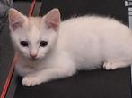 Kitten met spullen, Dieren en Toebehoren