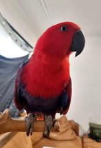 SUPER Lieve Tamme Edelpapegaai, Dieren en Toebehoren, Vrouwelijk, Papegaai, Pratend