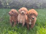 Mini doodle pups, Dieren en Toebehoren, Overige rassen, 8 tot 15 weken, Meerdere, Meerdere dieren