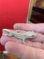 Crested Gecko red Lilly white wimpergekko, Dieren en Toebehoren, Hagedis, 0 tot 2 jaar