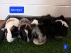 Jonge cavia's, Dieren en Toebehoren, Knaagdieren, Cavia, Meerdere dieren, Tam