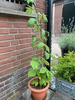Frambozen plant, Tuin en Terras, Ophalen of Verzenden, Zomer, Volle zon