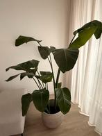 Strelitzia Nicolai 170cm met zandkleurige pot, Ophalen, Overige soorten, Halfschaduw, In pot