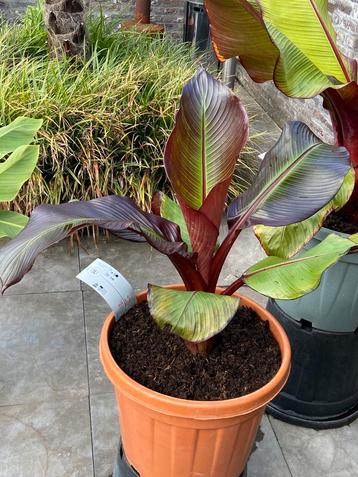 Leuke ensete maurelli tuinbananen boom in pot aangeboden beschikbaar voor biedingen