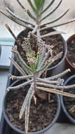 Kalanchoe/ mother of thousand/ bommenwerper stekjes 3 soorte, Huis en Inrichting, Kamerplanten, Ophalen of Verzenden, Overige soorten