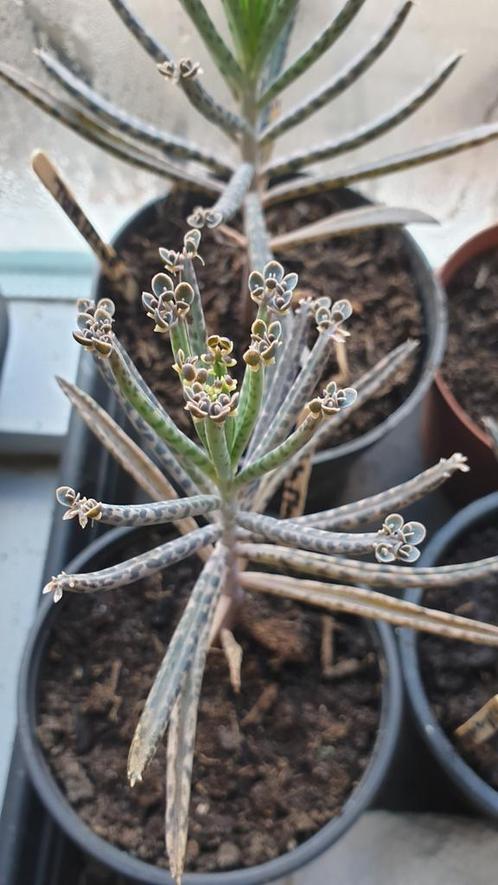 Kalanchoe/ mother of thousand/ bommenwerper stekjes 3 soorte, Huis en Inrichting, Kamerplanten, Overige soorten, Minder dan 100 cm