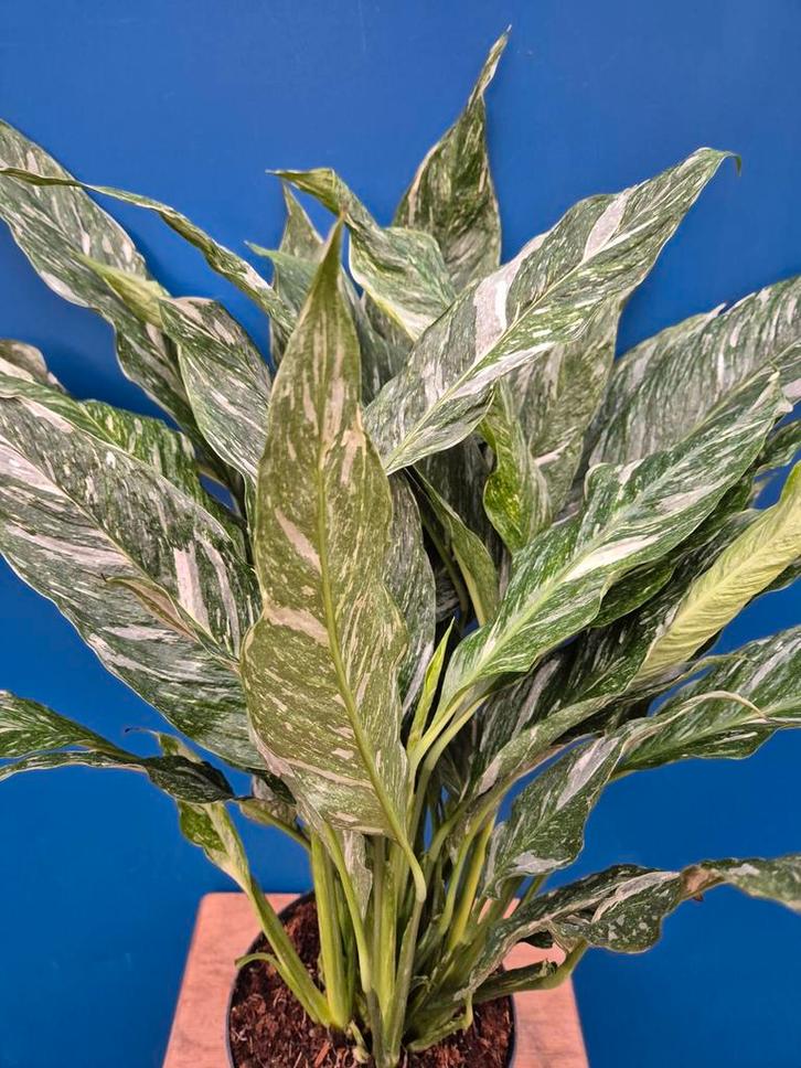 Spathiphyllum Diamond Variegata p17 (6), Huis en Inrichting, Kamerplanten, Minder dan 100 cm, Halfschaduw, Ophalen of Verzenden